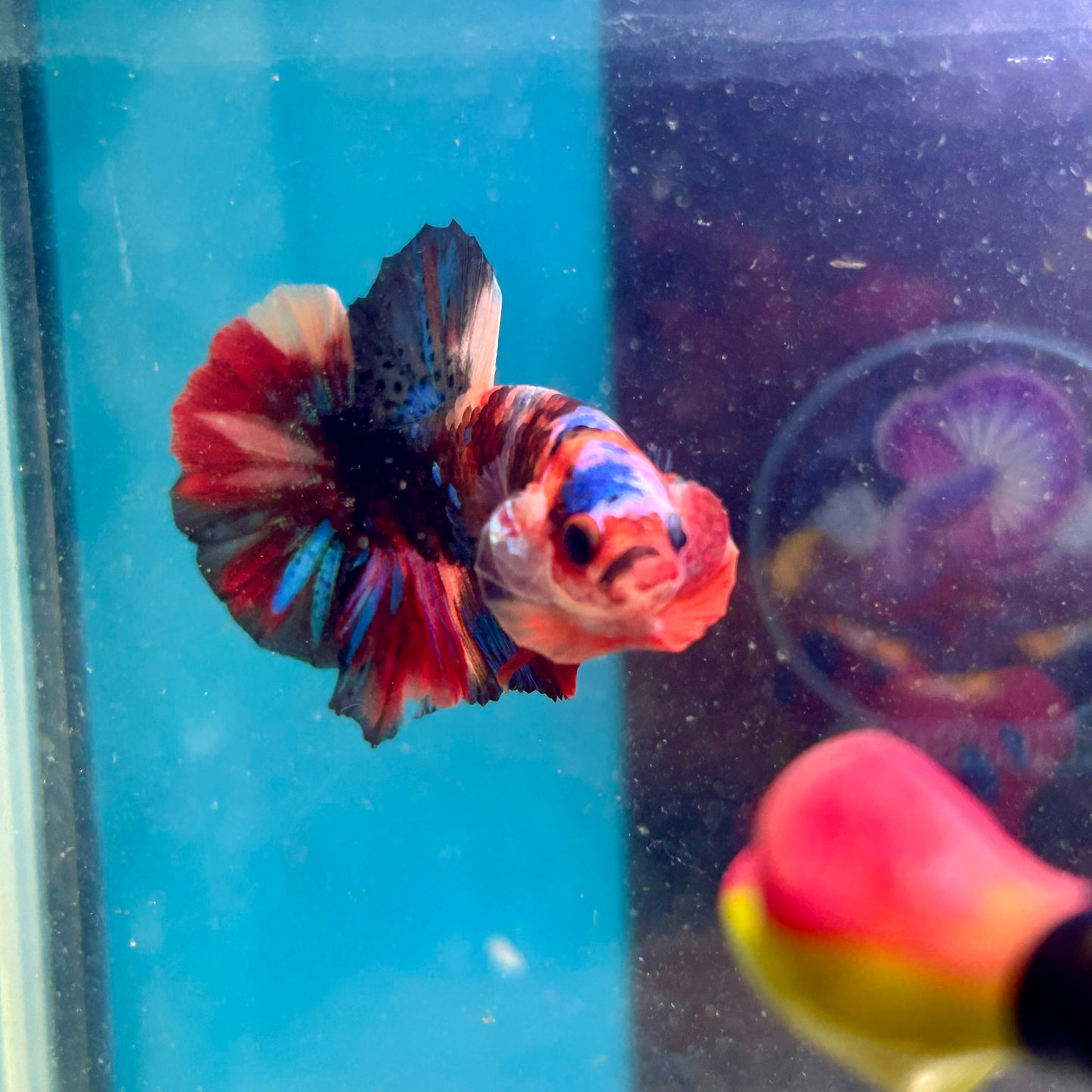 Koi Multicolor Plakat - Male Betta 188