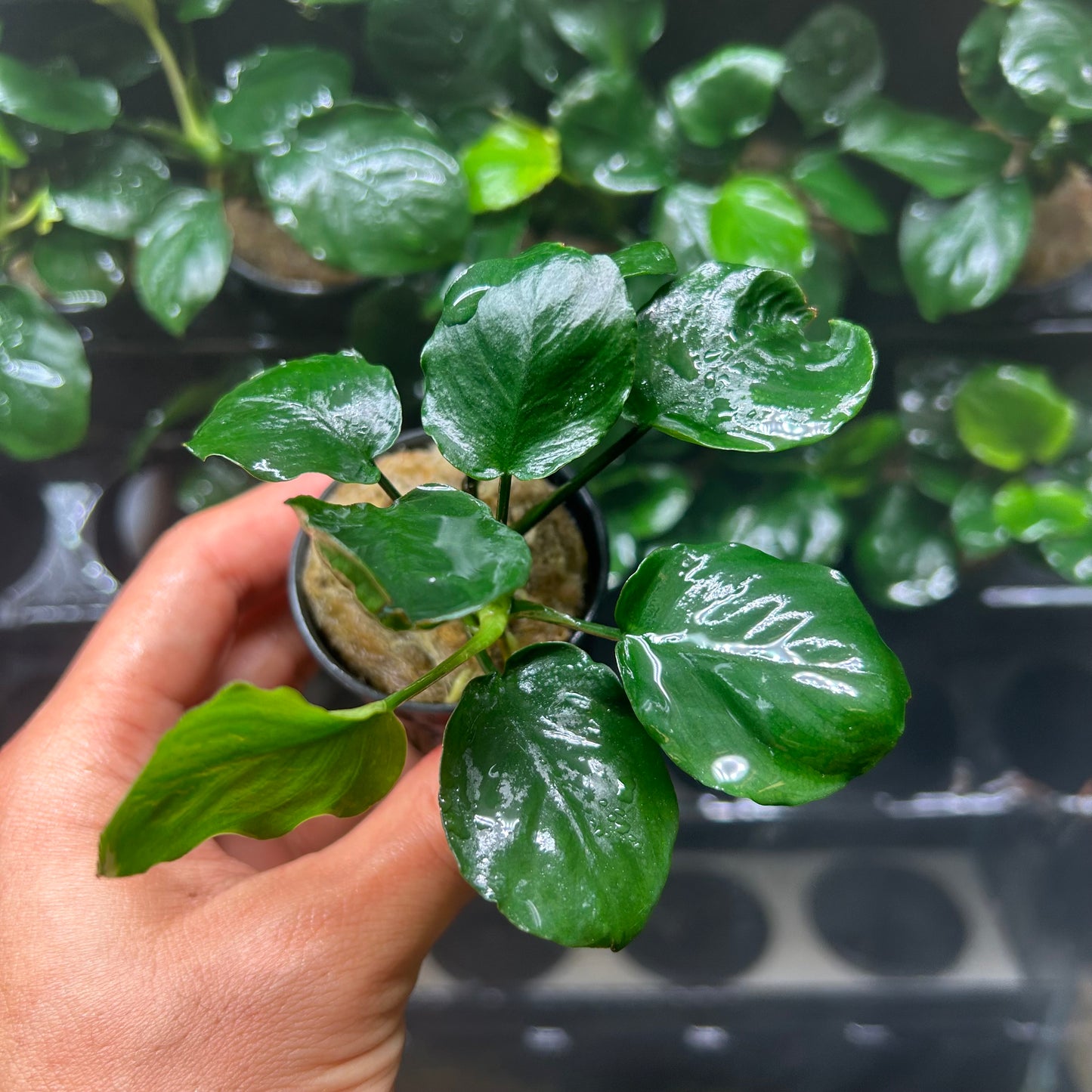 Anubias Barteri Round (Golden Coin)
