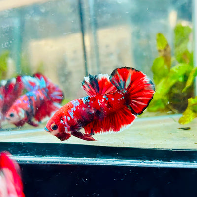 Plakat Red Koi Galaxy Male Betta #043