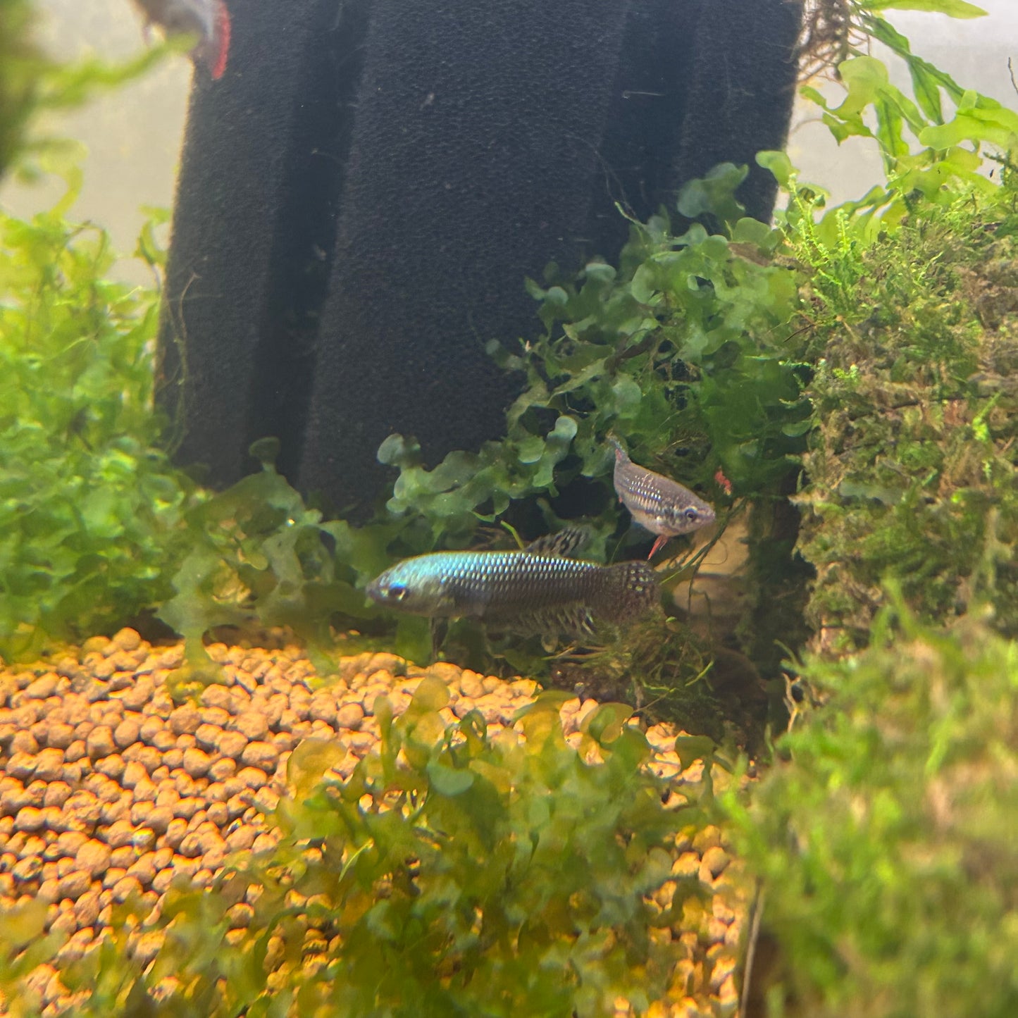 Mixed Wild Type Random Pick - Female sorority