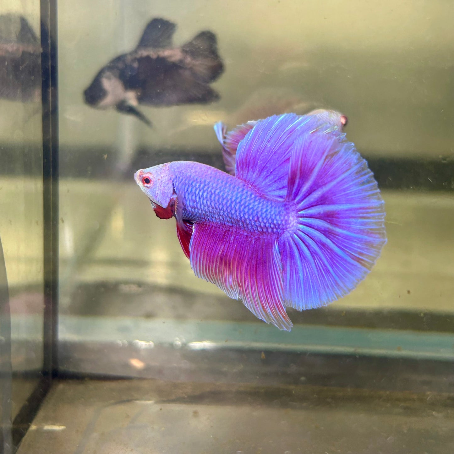 Purple Pink Halfmoon - Male Betta 144
