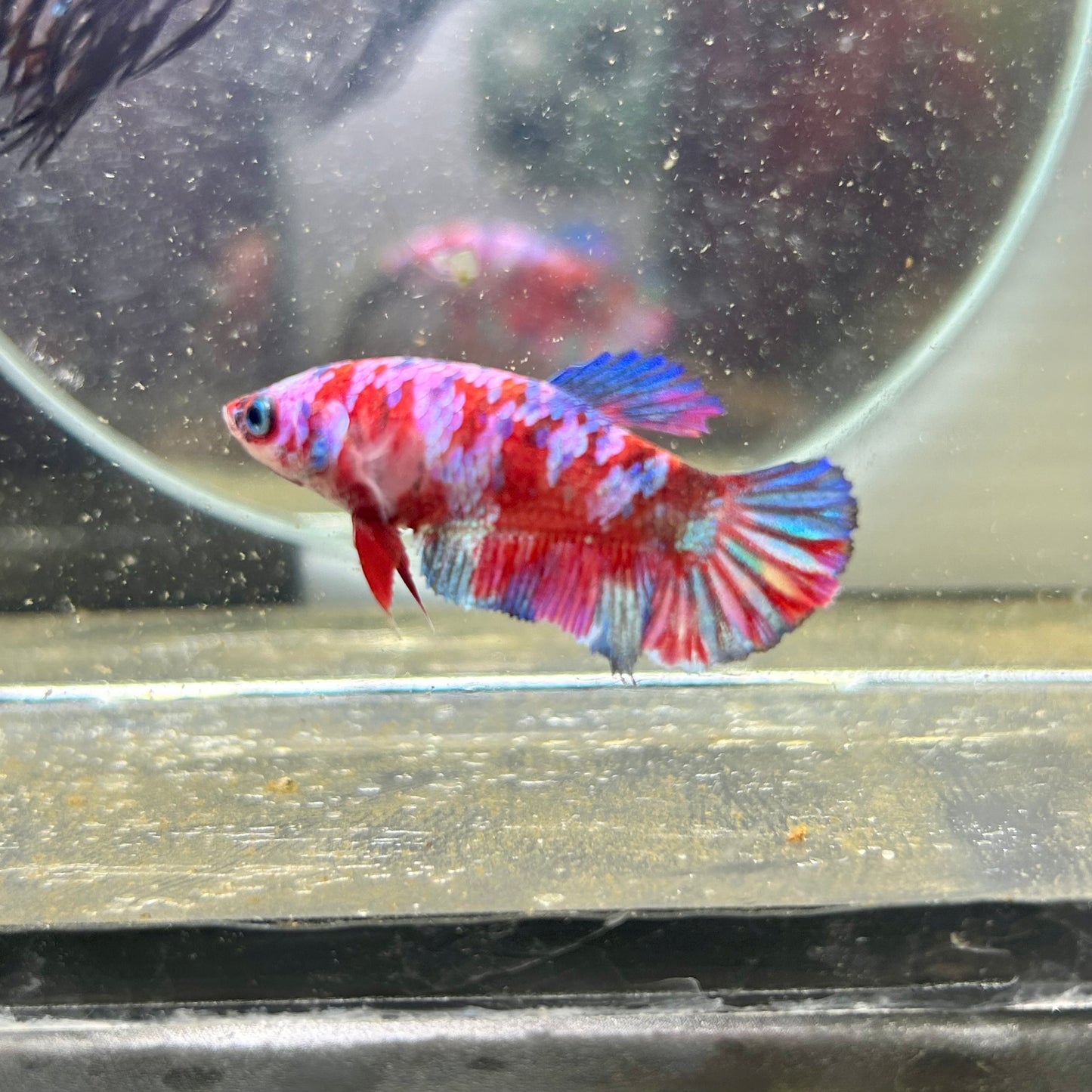 Koi Red Galaxy Plakat - Female Betta 114