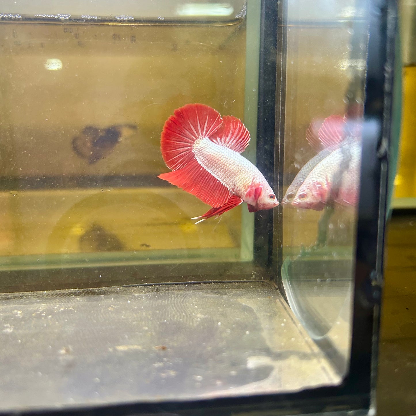 Red Dragon Plakat - Male betta 065