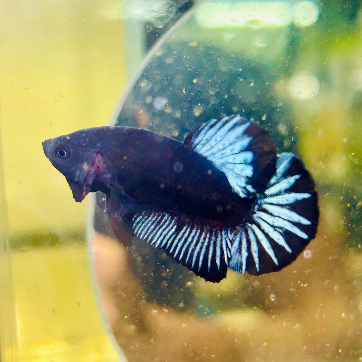 Black Light Steel Blue Plakat - Male betta 038
