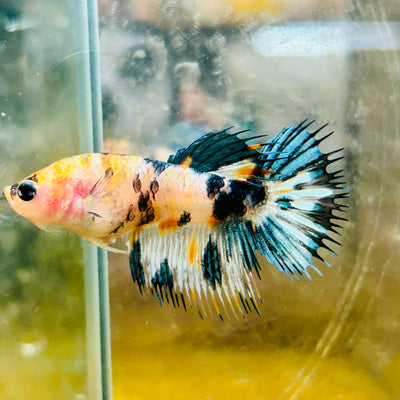 Koi Tiger Crowntail - Female Betta #Ma16
