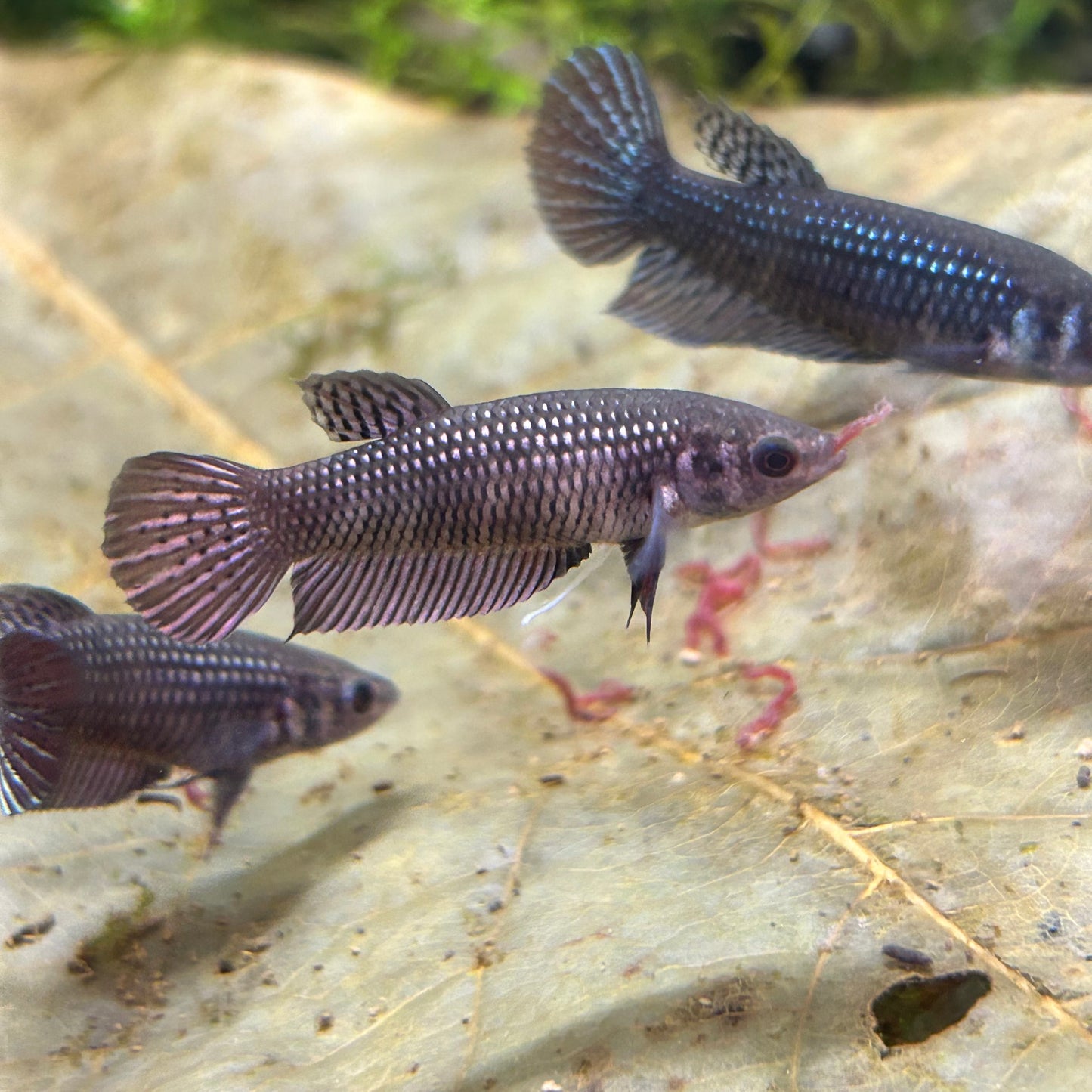 Copper Wild Mahachai - Female Betta