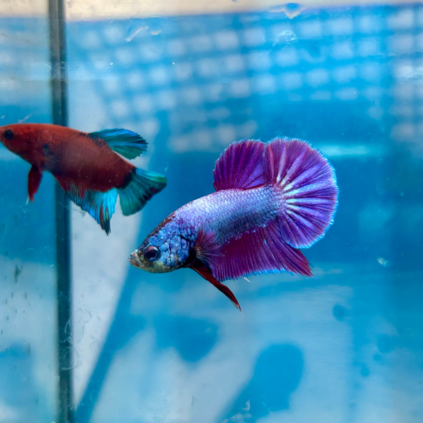 Betta Male Plakat Purple Pink #A03