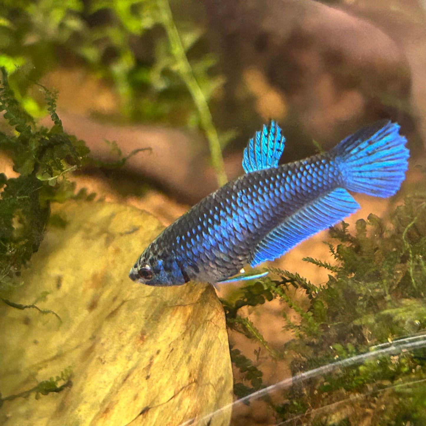 Blue Wild Mahachai - Female Betta A01