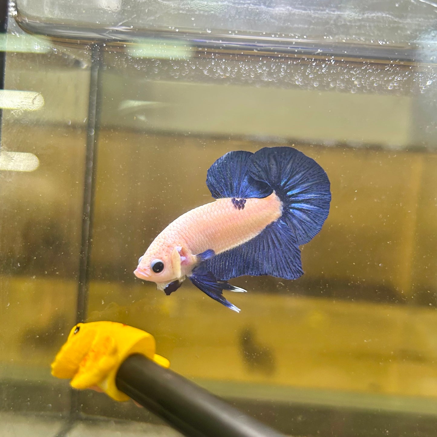 Blue Rim Plakat - Male betta 169 Competition Grade