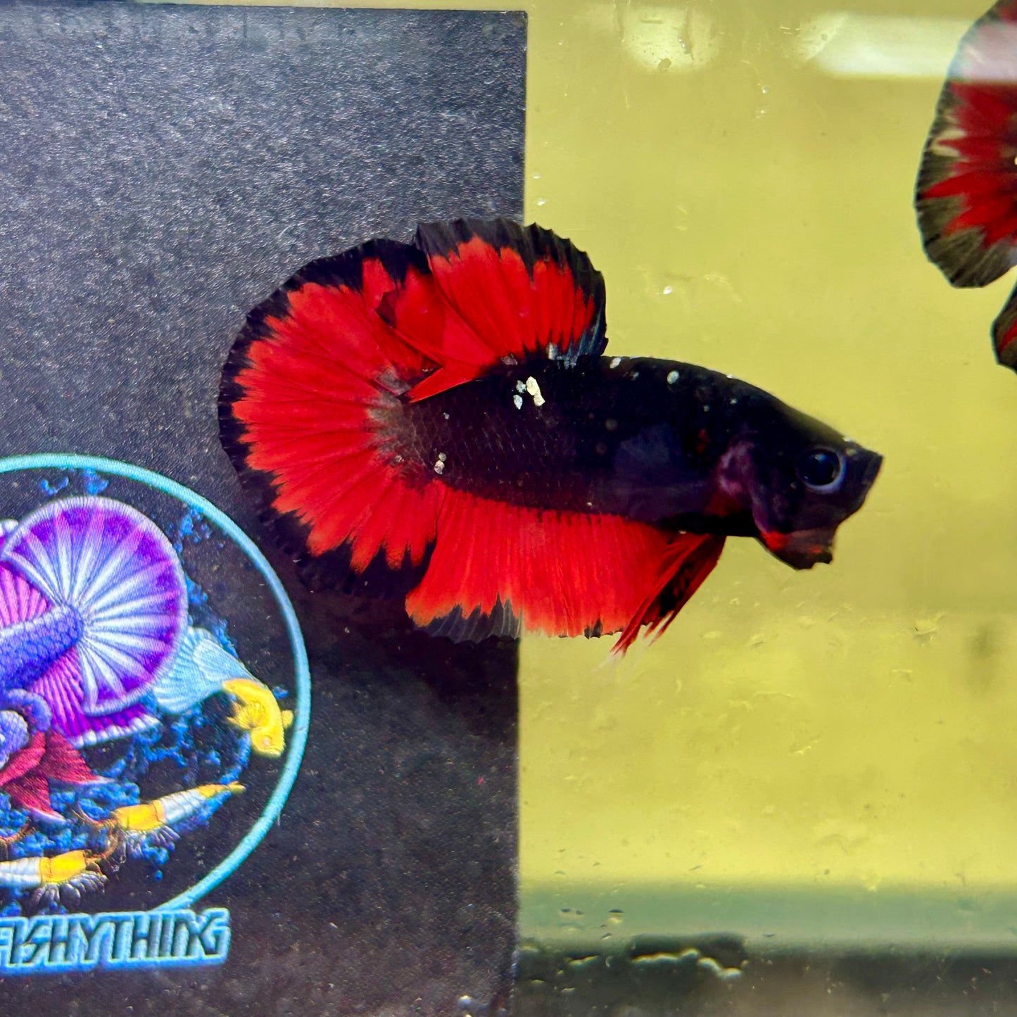 Avarta Vampire Plakat - Male Betta 068