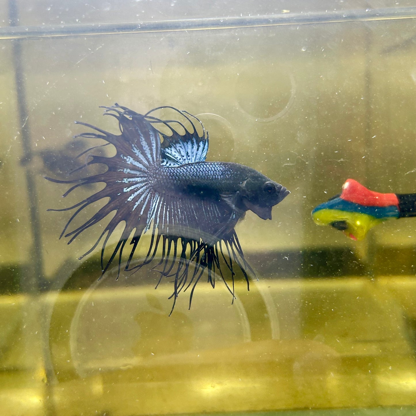 Black Orchid Crowntail - Male Betta 065