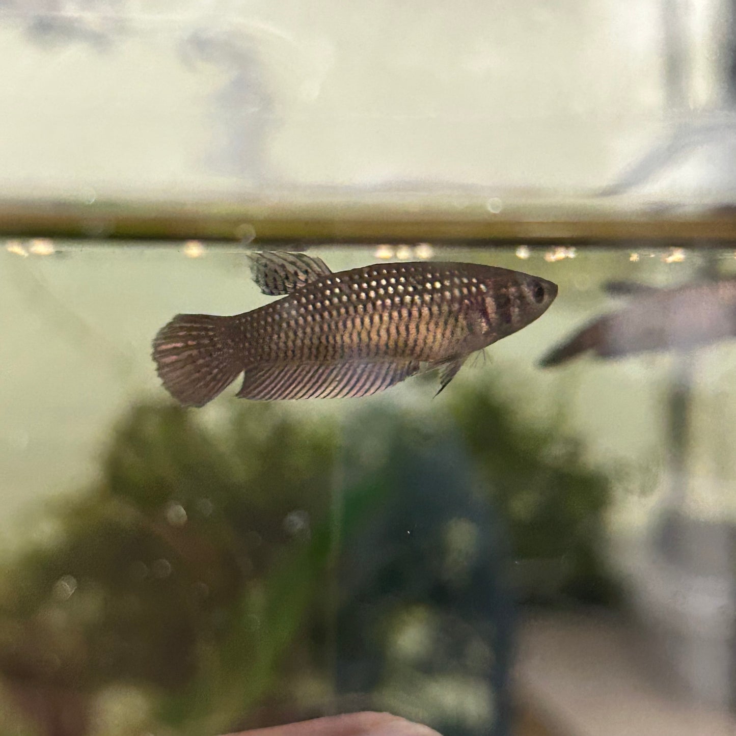 Copper Wild Mahachai - Female Betta