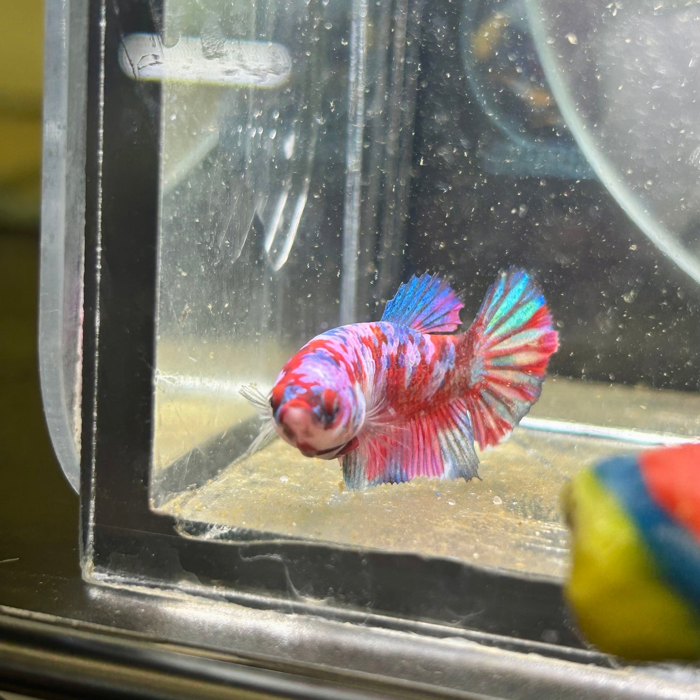 Koi Red Galaxy Plakat - Female Betta 114