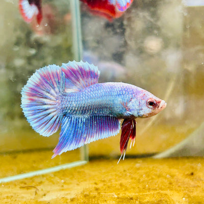Plakat Purple Pastel Male Betta #170