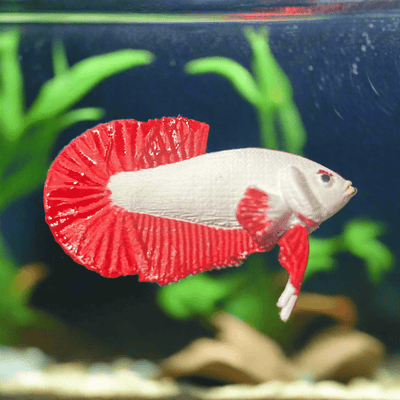 3D Printed Hand Painted Male Betta Fish Aquarium Safe