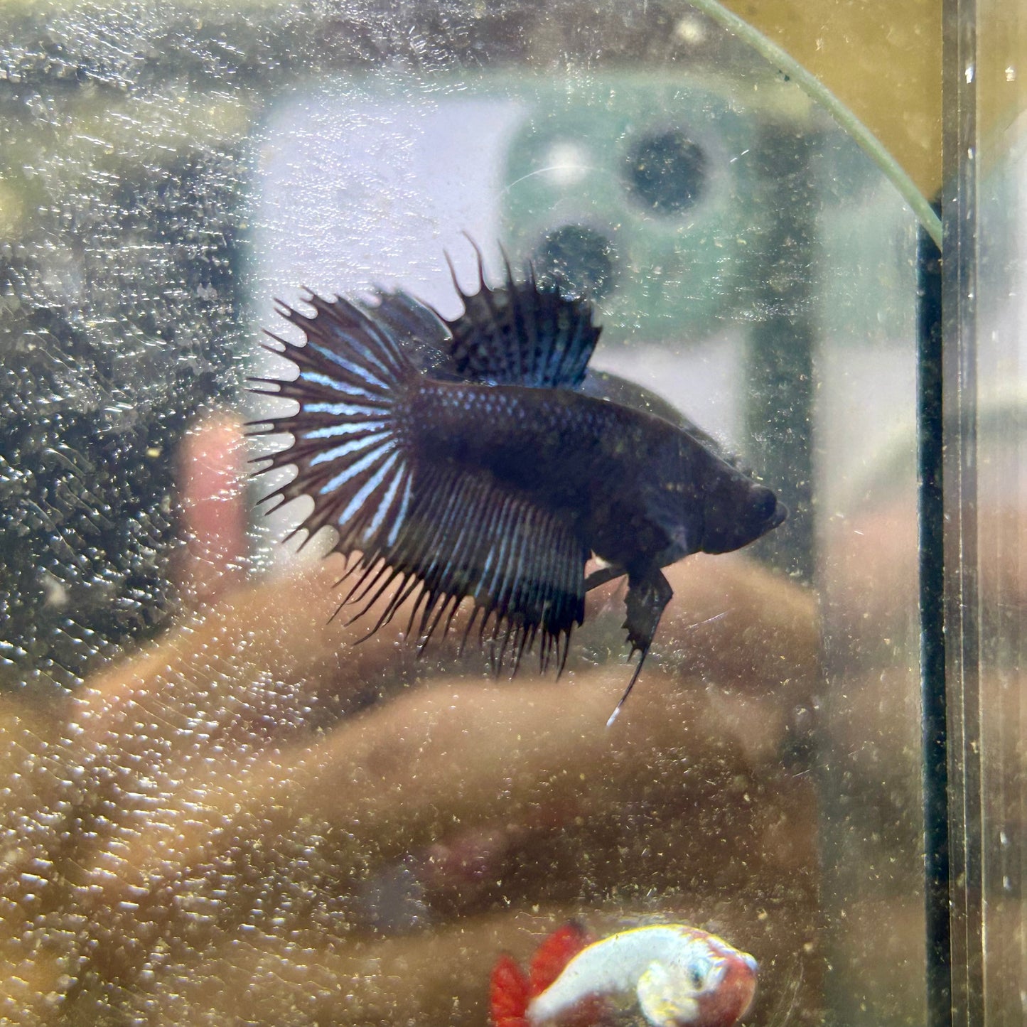 Black Orchid King Crowntail - Female betta 079