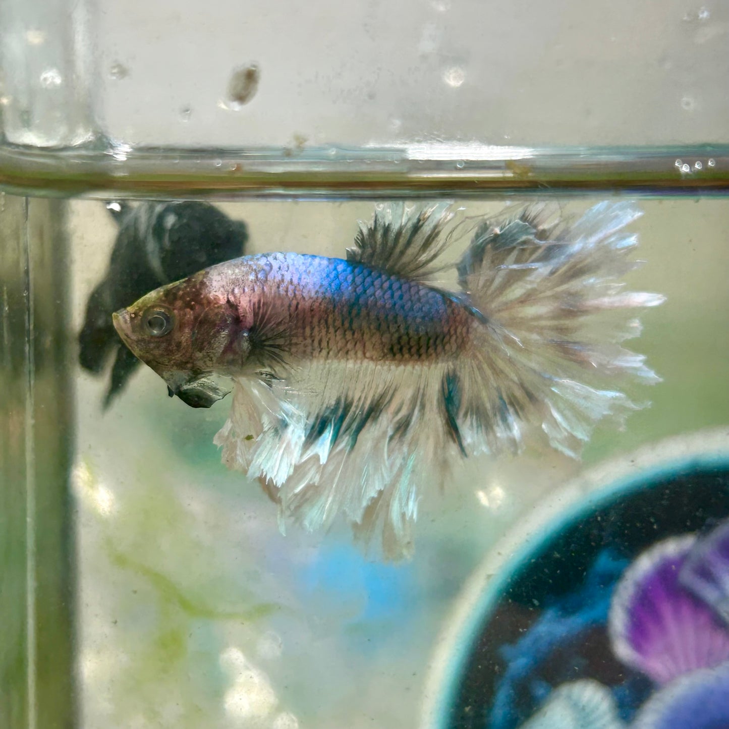 Blue Butterfly Feather Tail- Male Betta 197 (nipped fin)