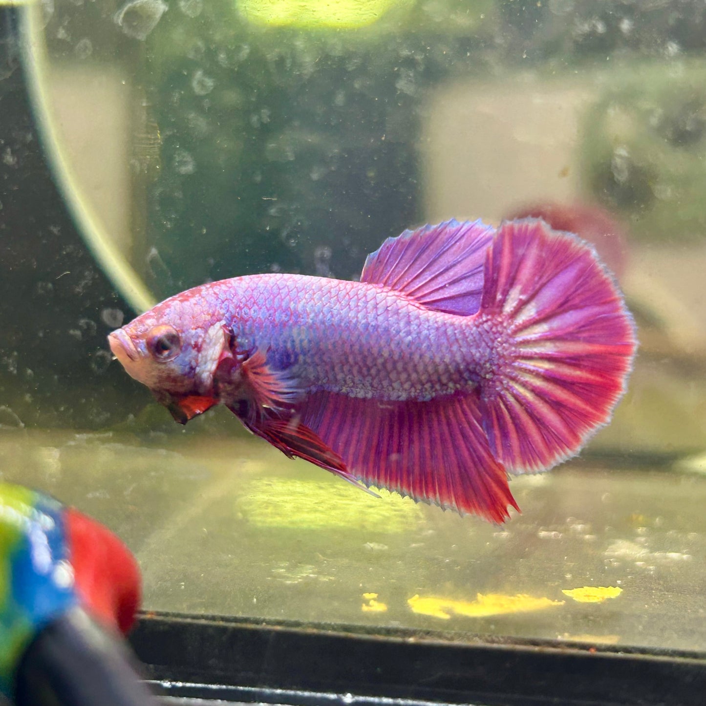 Purple Pink Plakat- Male Betta 082