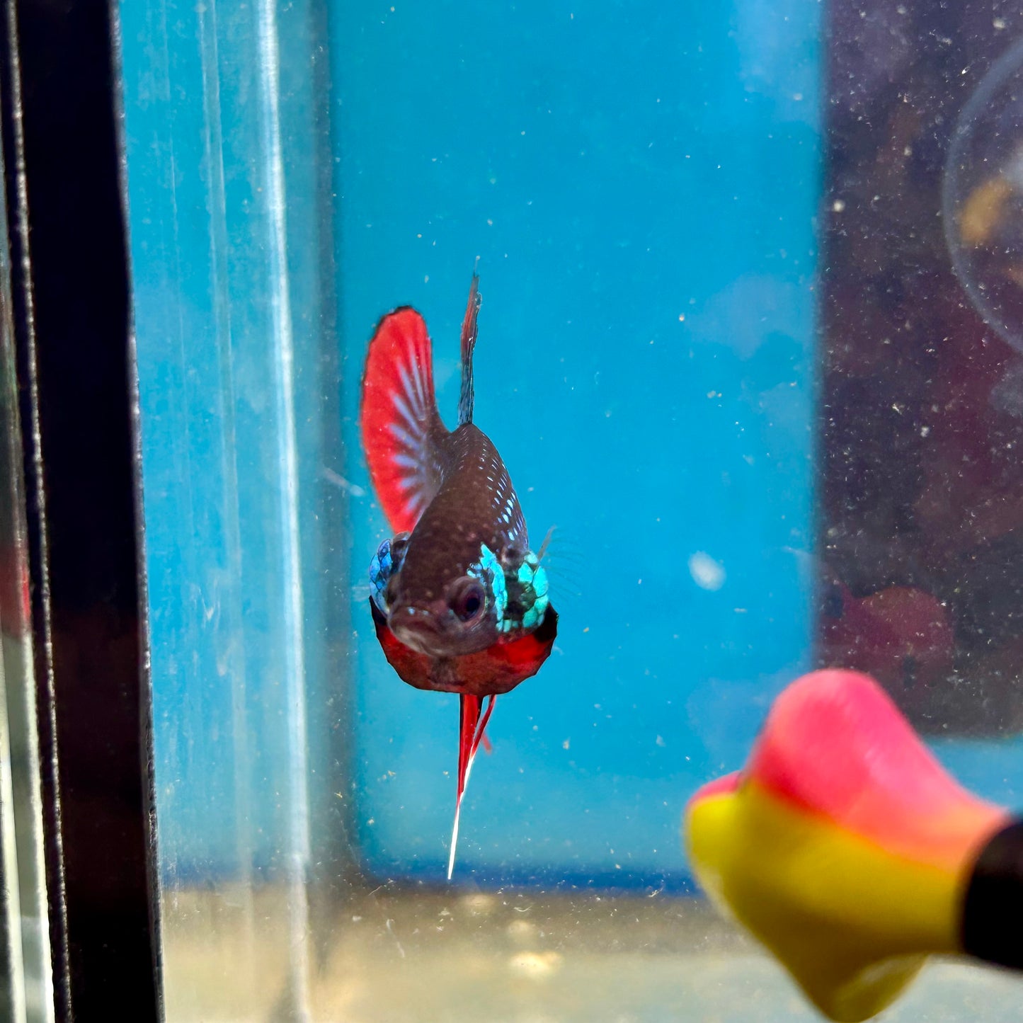 Wild Imbellis Green - Male Betta 045