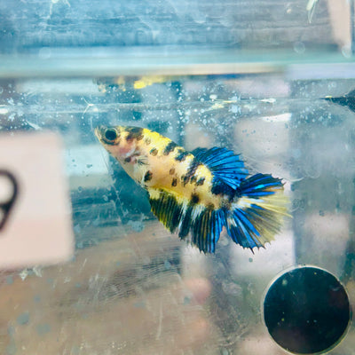 Crowntail Koi Tiger Female Betta #S33