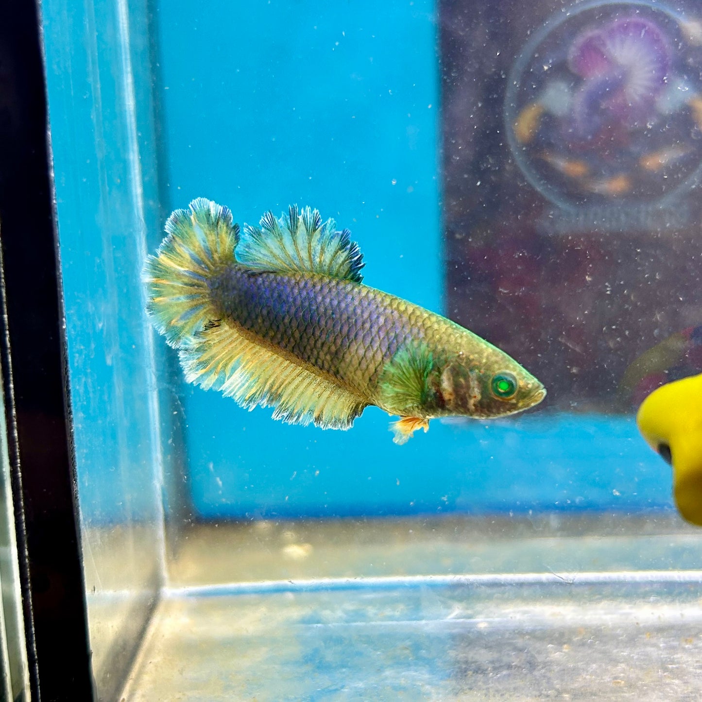 Feather Tail Yellow Mustard King neon - Female Betta A12