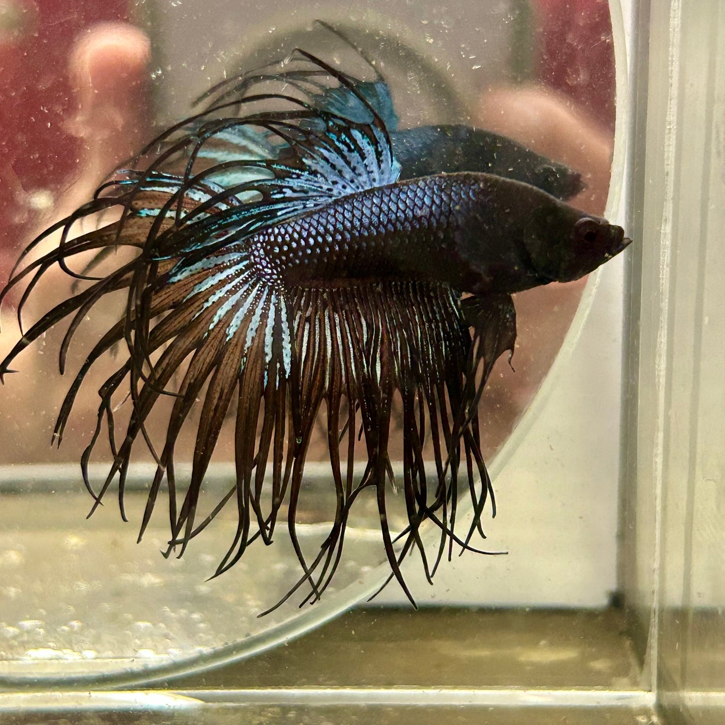 Black Orchid Crowntail - Male Betta 074