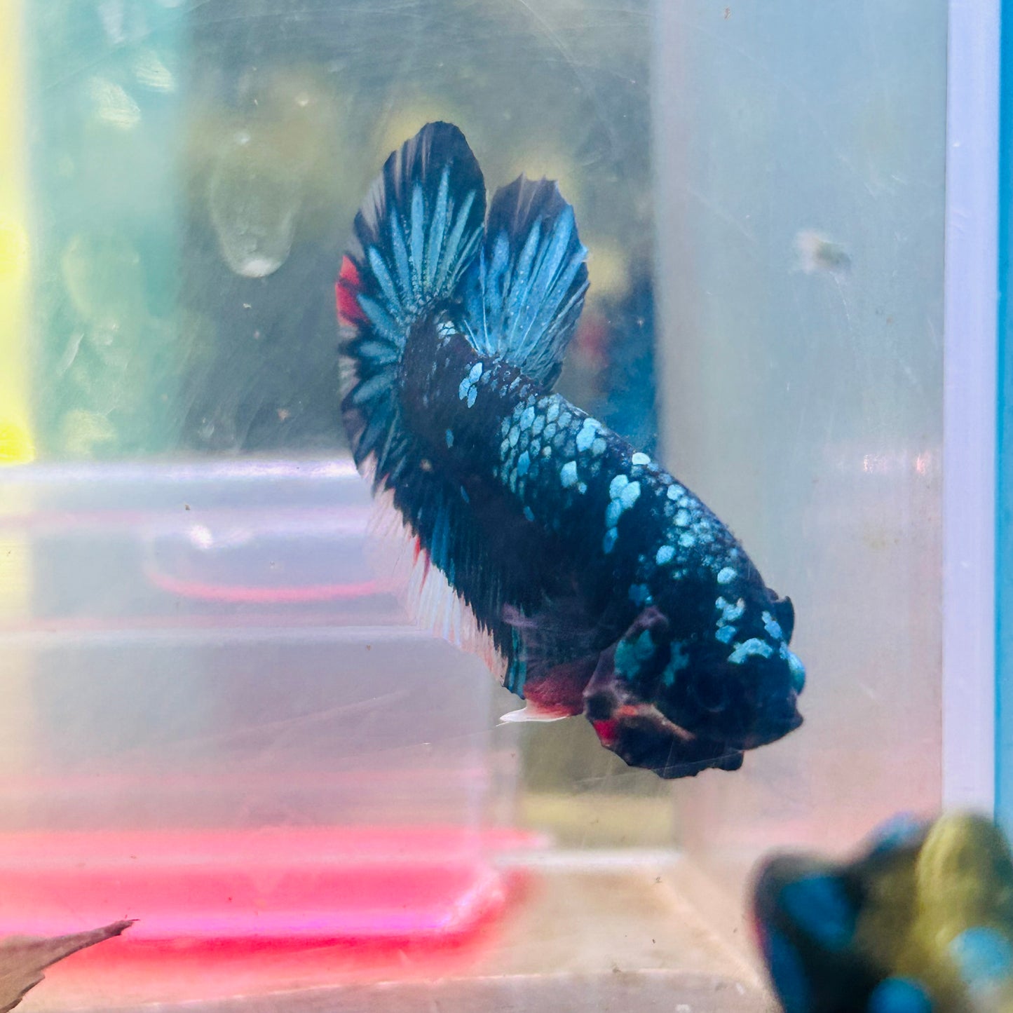 Plakat Avarta Nebula Male Betta #185