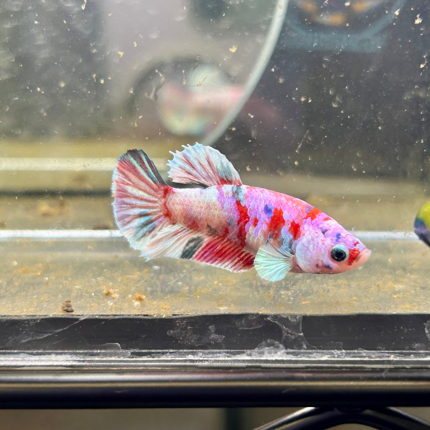 Yellow Pineapple Feather Tail - Female betta 040