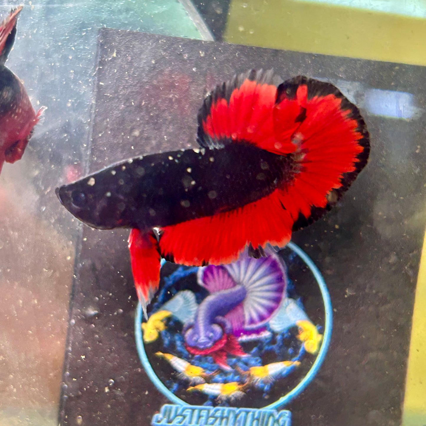 Avarta Vampire Plakat - Male Betta 068