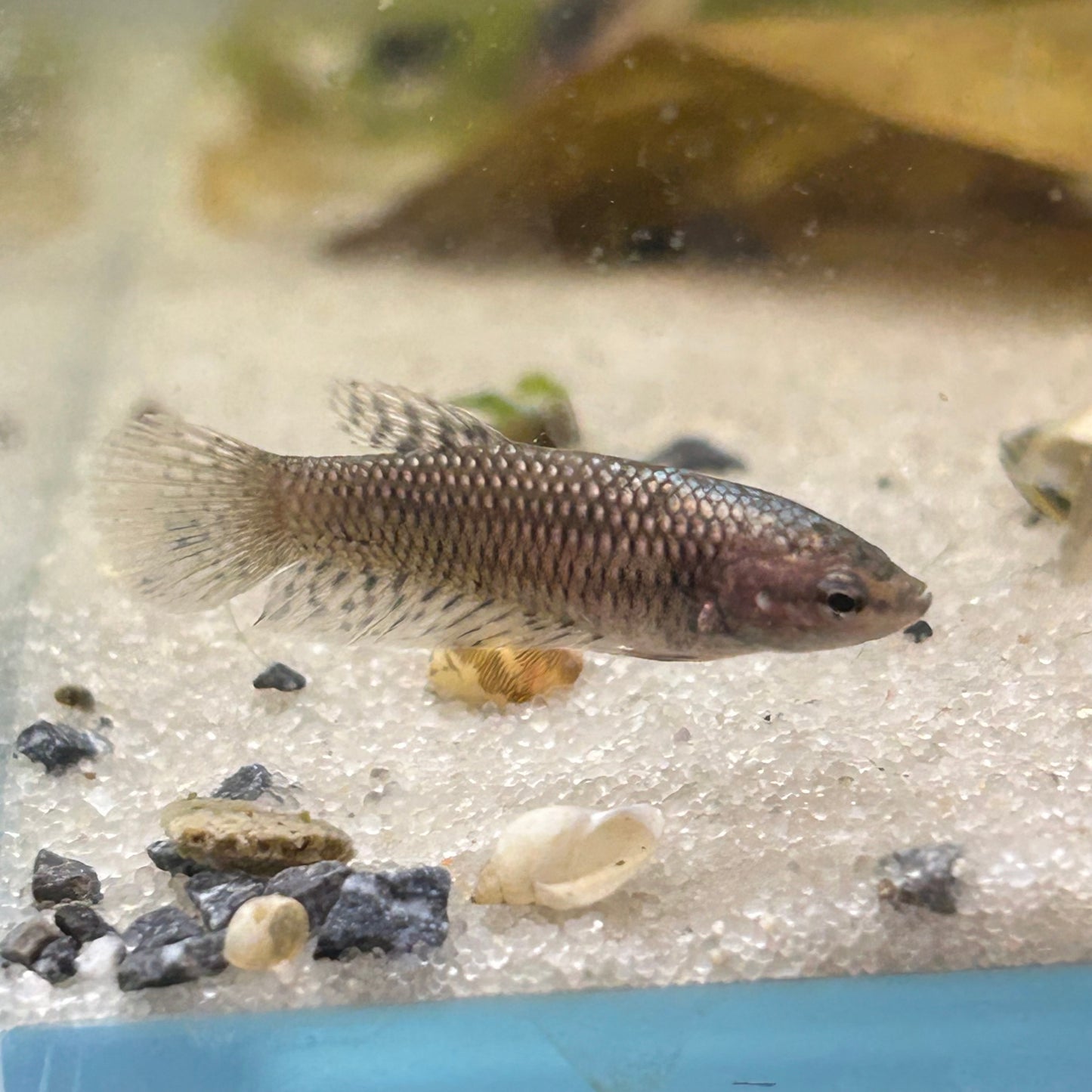 Alien Copper Wild Hybrid - Female Betta