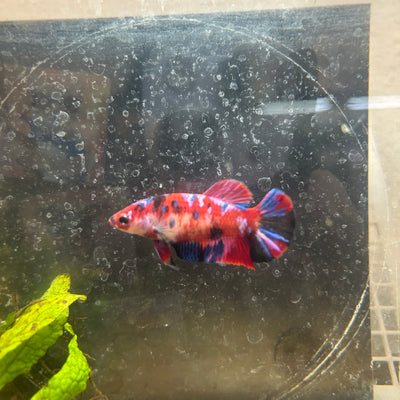 Plakat Red Koi Galaxy Female Betta #200