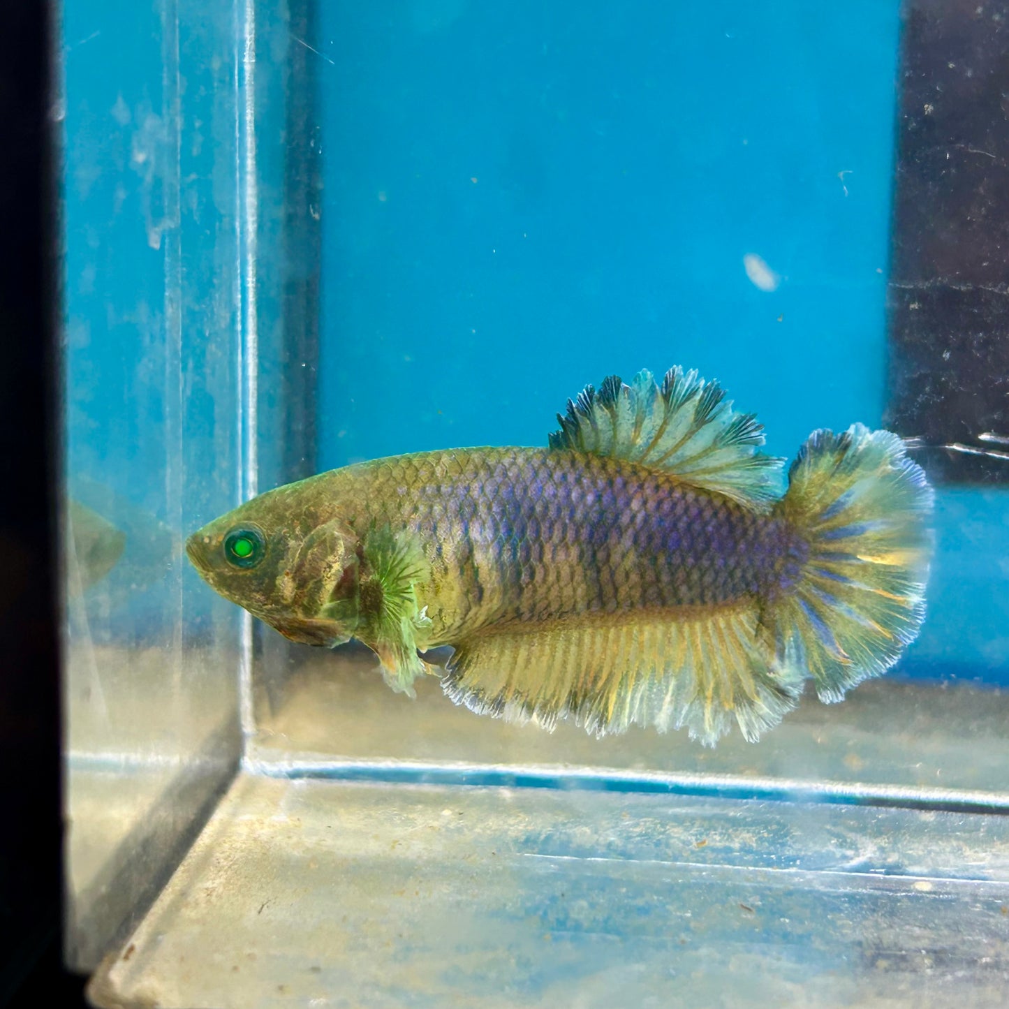 Feather Tail Yellow Mustard King neon - Female Betta A12