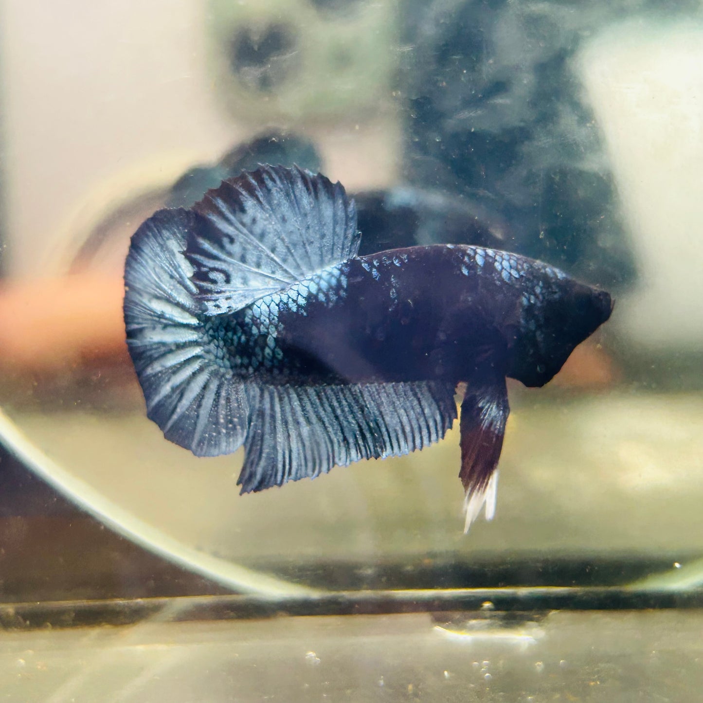 Black Light Steel Blue Plakat - Male betta 078