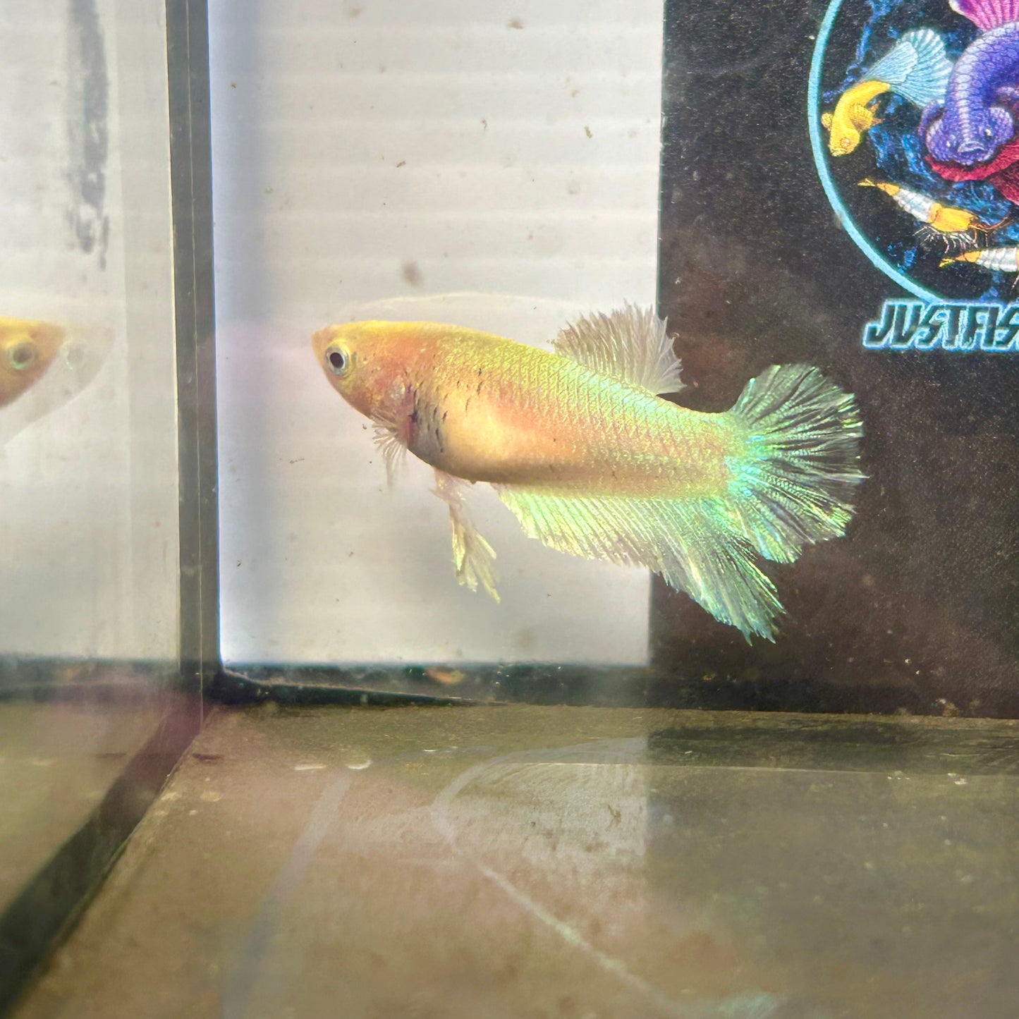 Pastel Feather Tail - Female betta 086