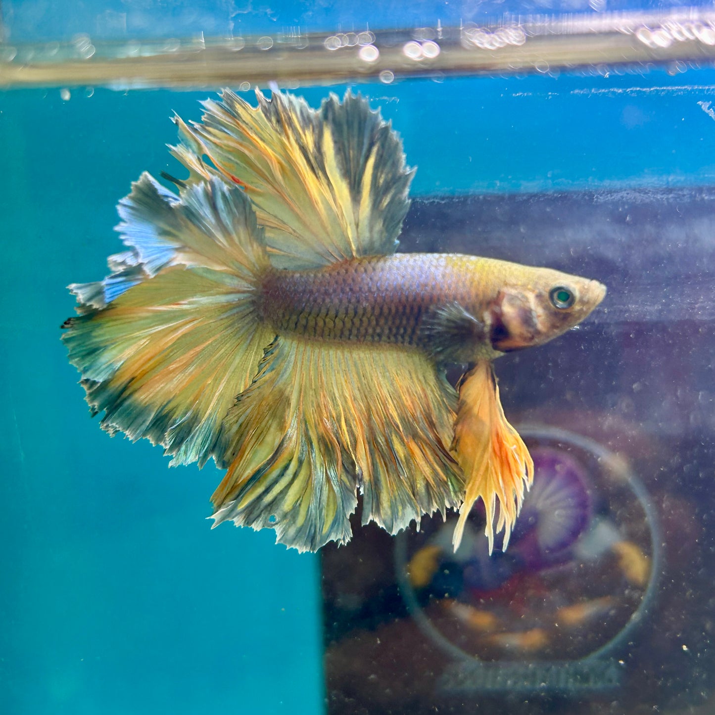 Feather Tail Yellow Mustard Neon - Male Betta 197
