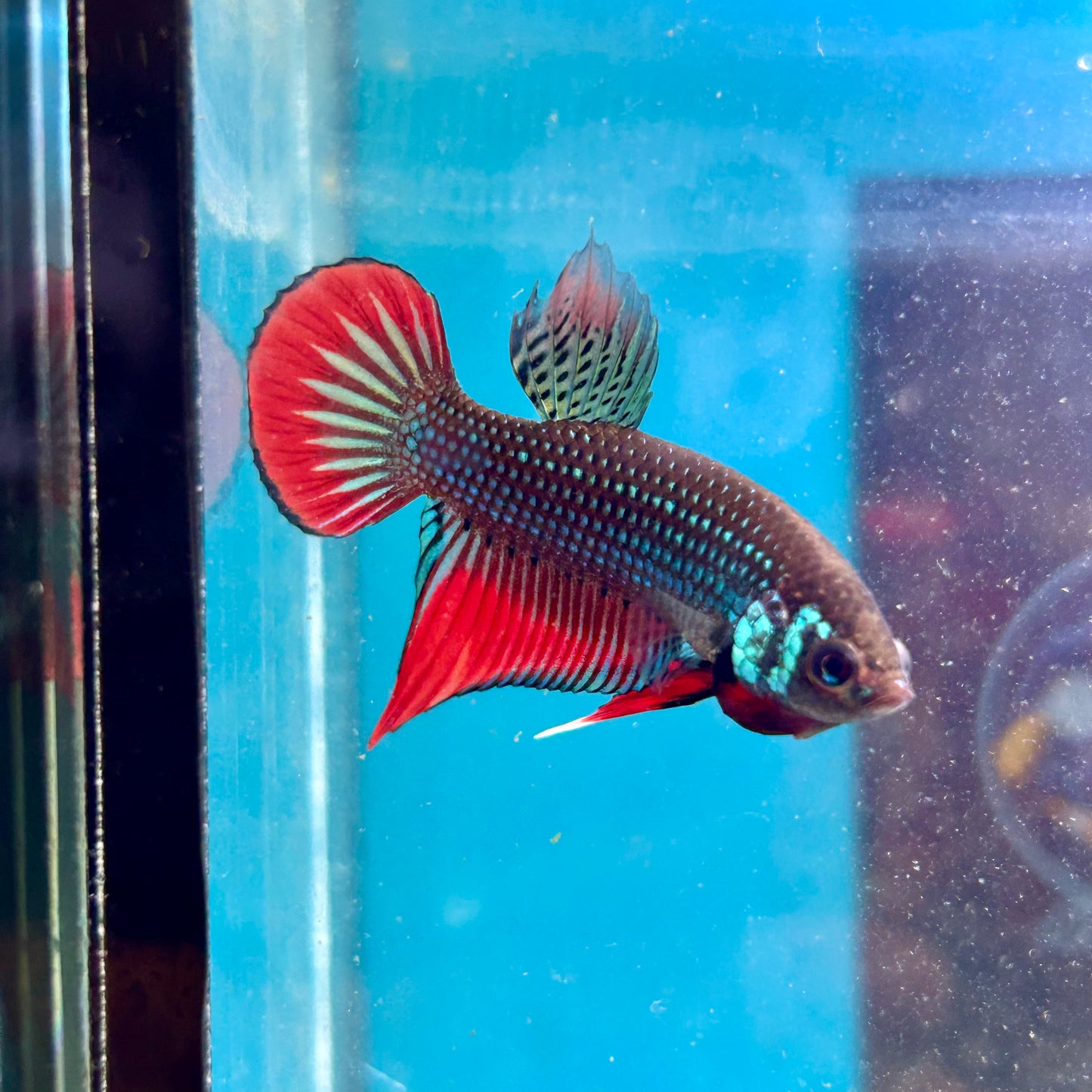 Wild Imbellis Green - Male Betta 045