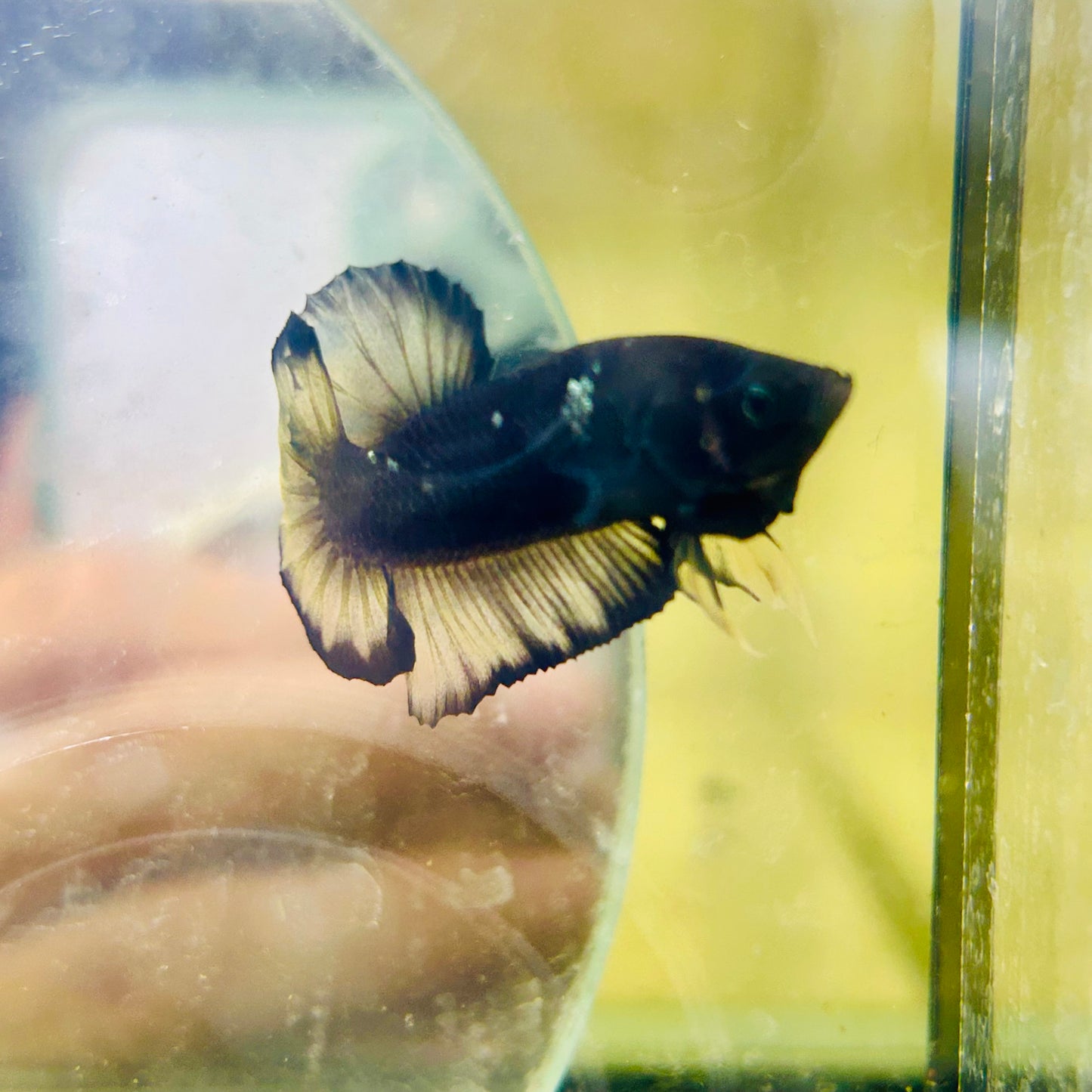 Avarta Yellow Copper Plakat - Male betta 015