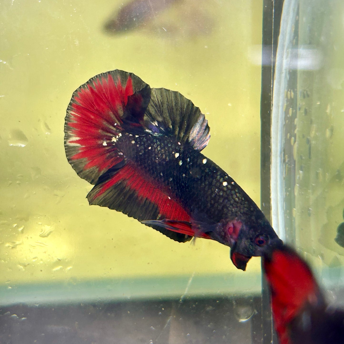 Avarta Stardust Vampire Plakat - Male Betta 028