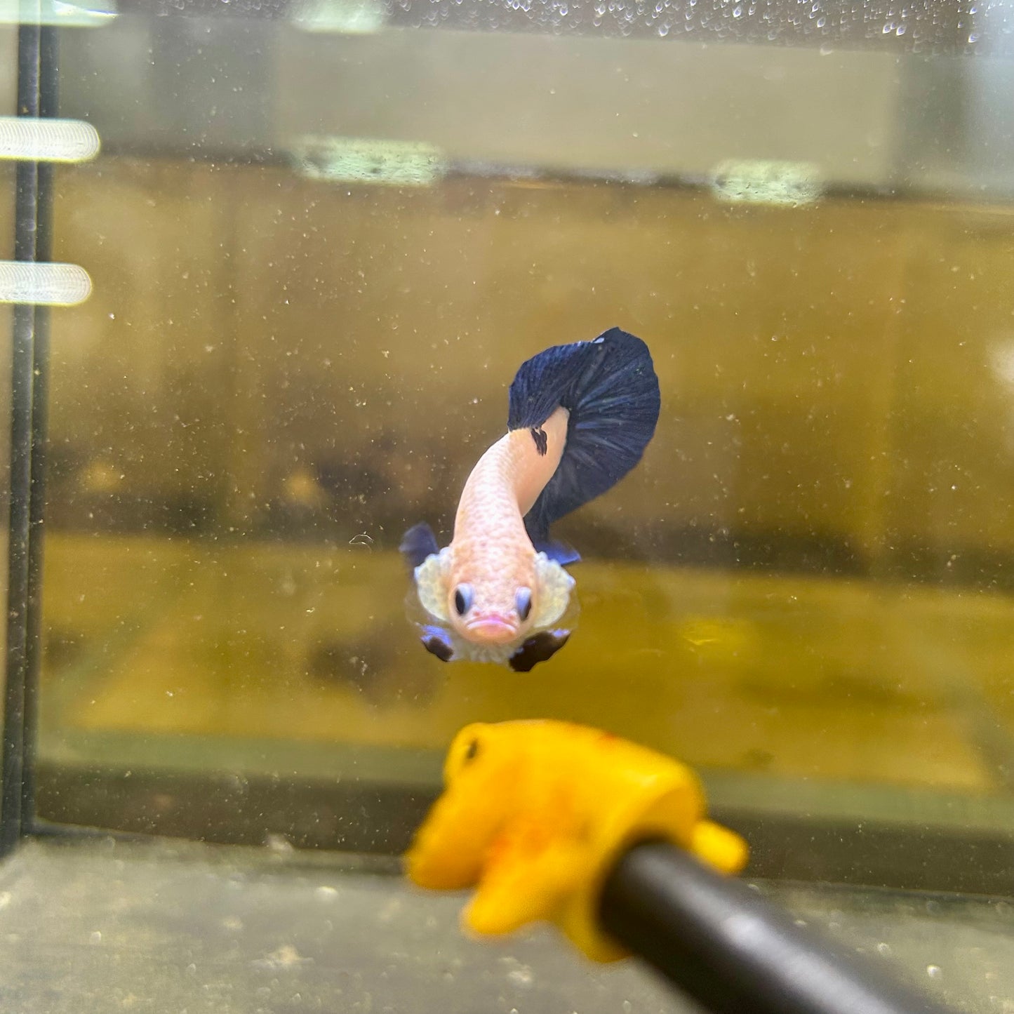 Blue Rim Plakat - Male betta 169 Competition Grade