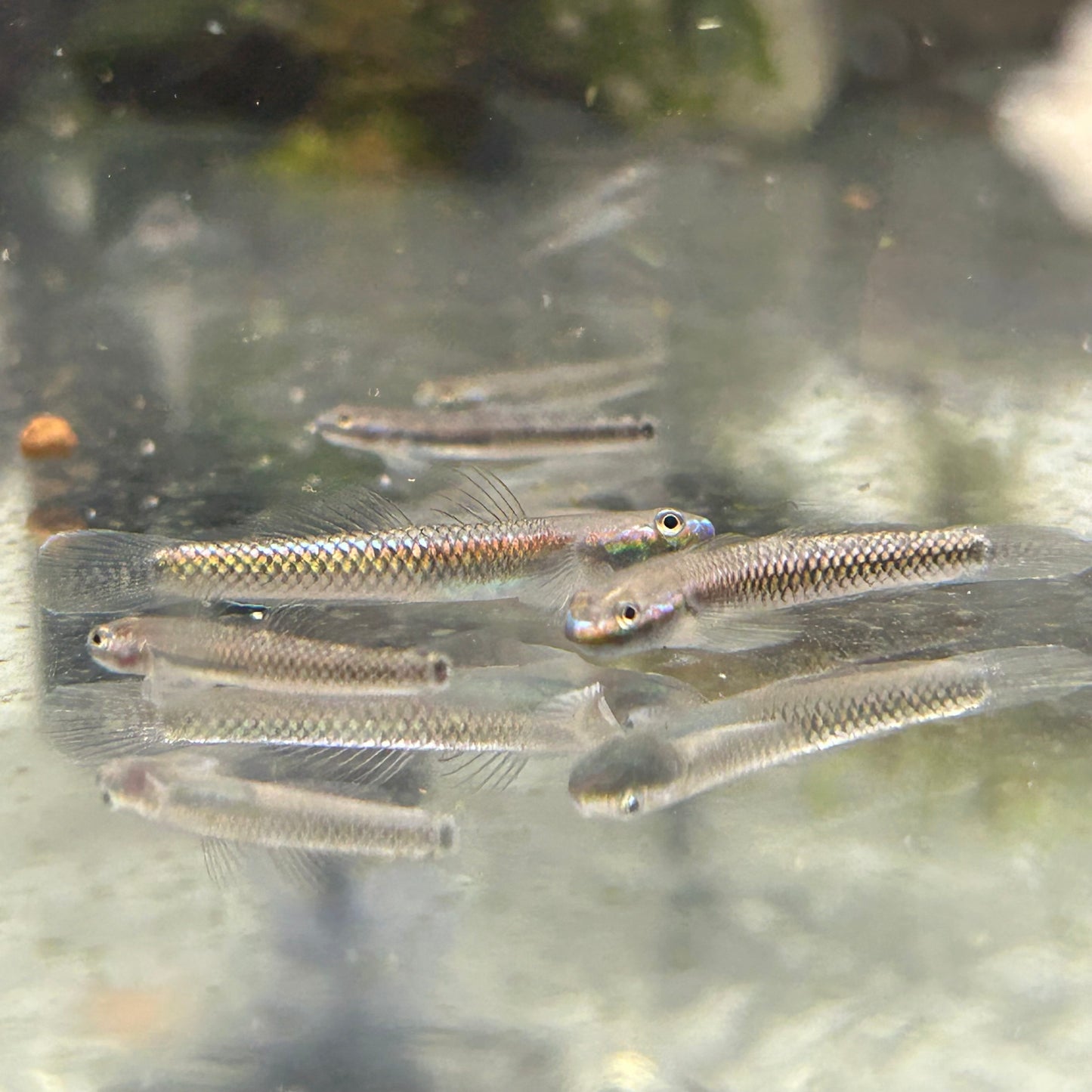 Neon Stiphodon Goby
