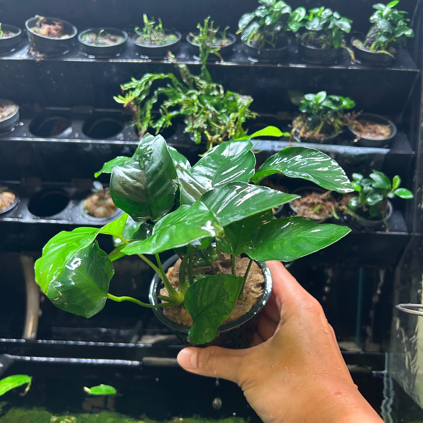 Anubias Barteri Var Barteri Mother Pot