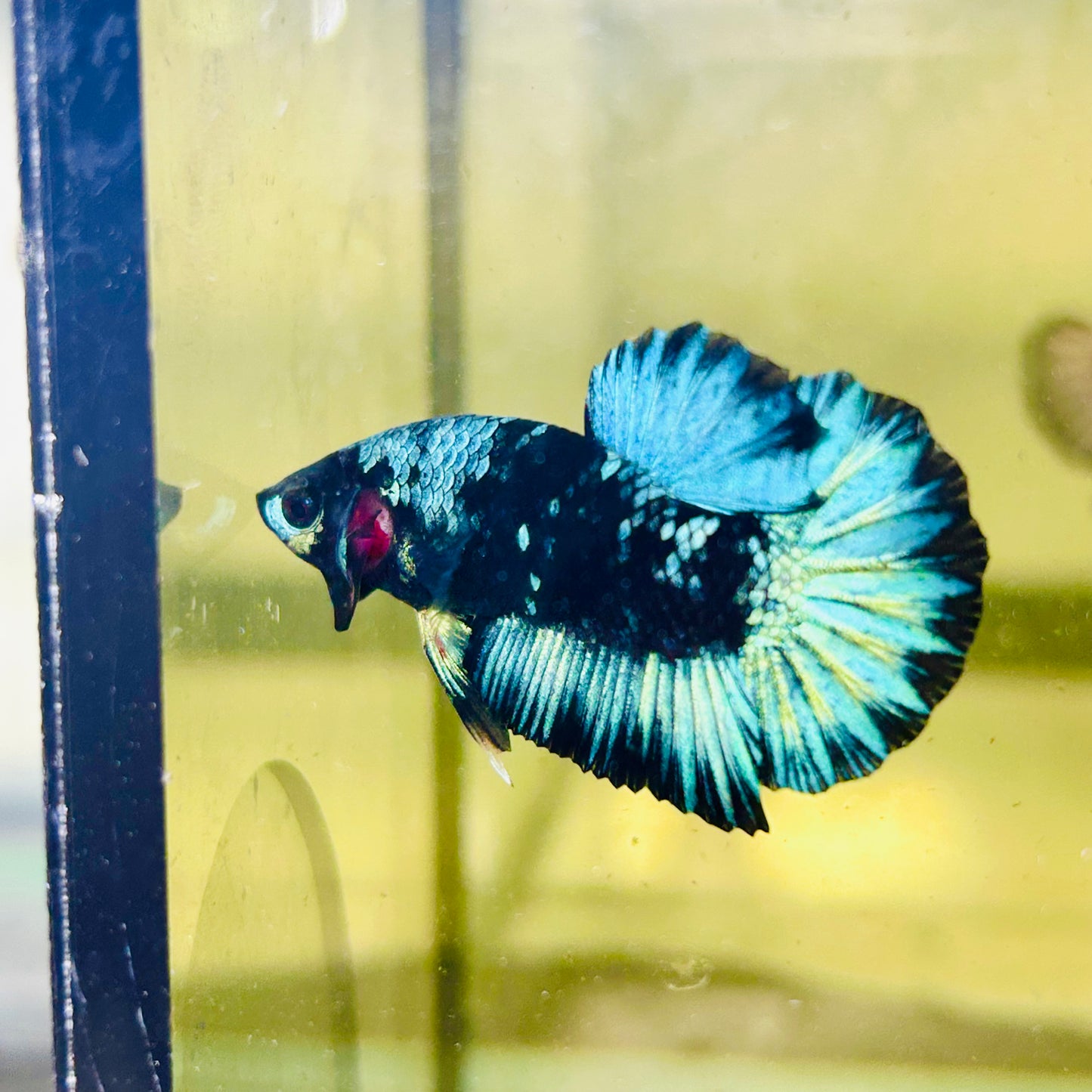 Avarta Black Light Plakat - Male betta 123