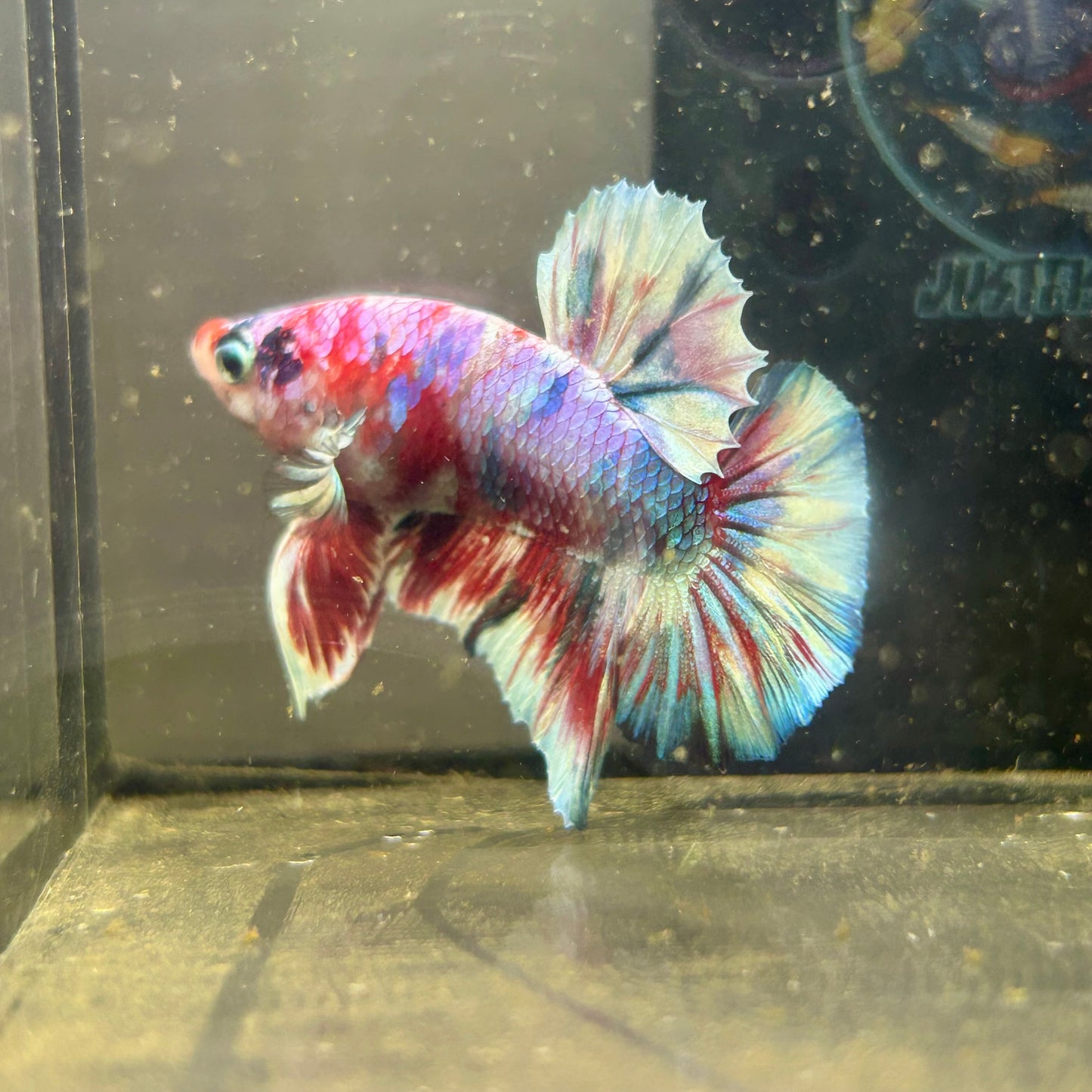 Red Koi Barongsai Plakat - Male betta 044