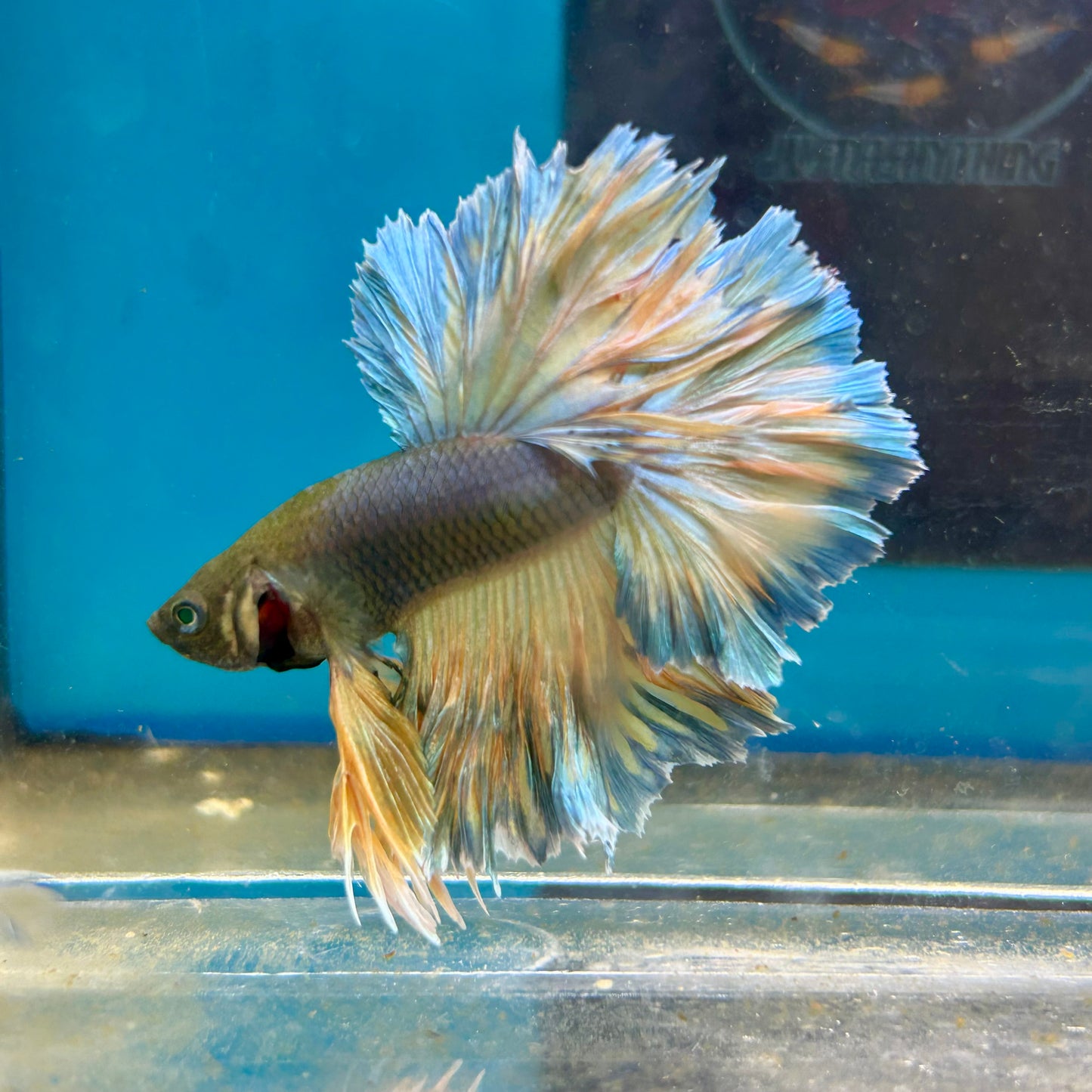 Feather Tail Yellow Mustard Neon - Male Betta 197