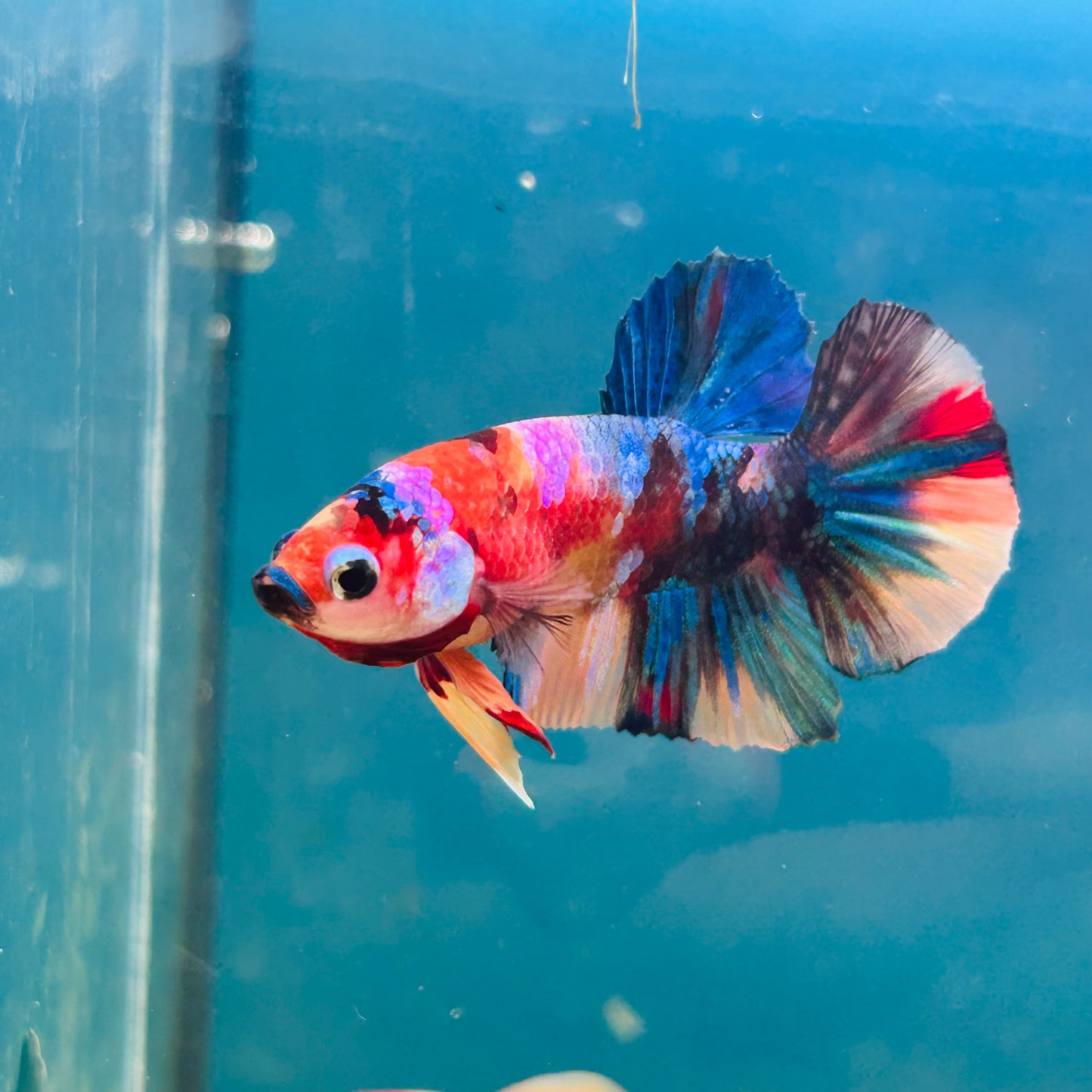 Multicolor Koi Plakat - Male Betta A110