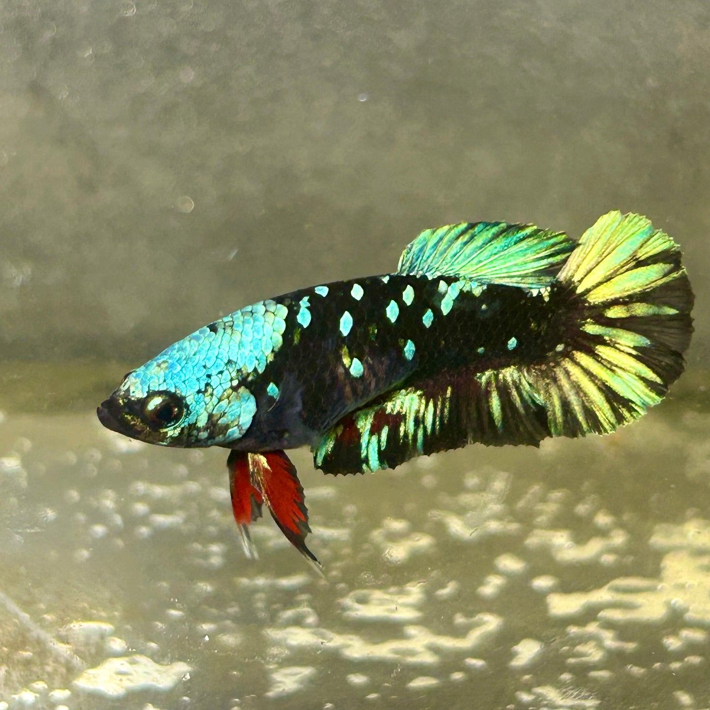Avarta Nebula Plakat - Female betta 061