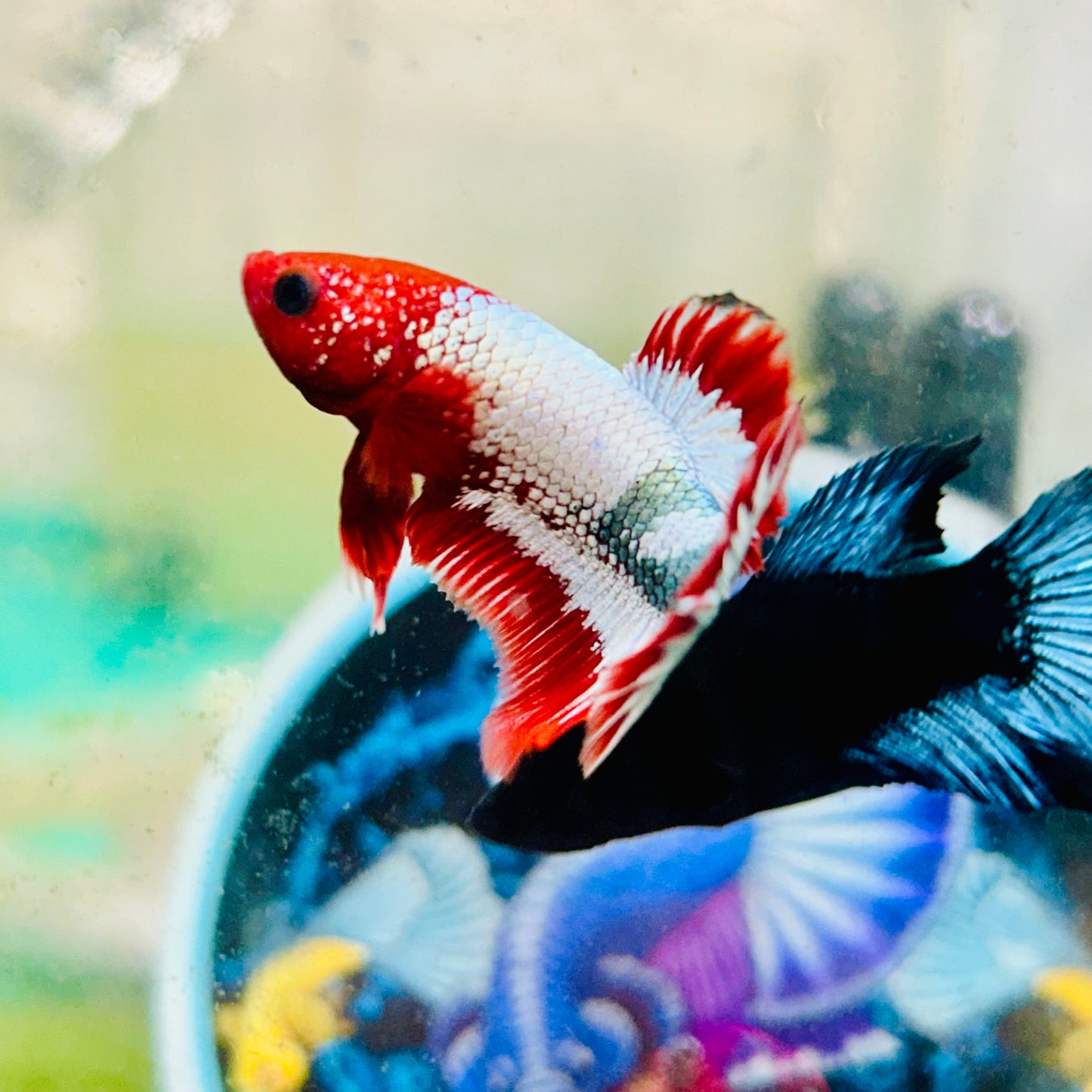 Red Fancy Copper FCCP - Male Betta 079
