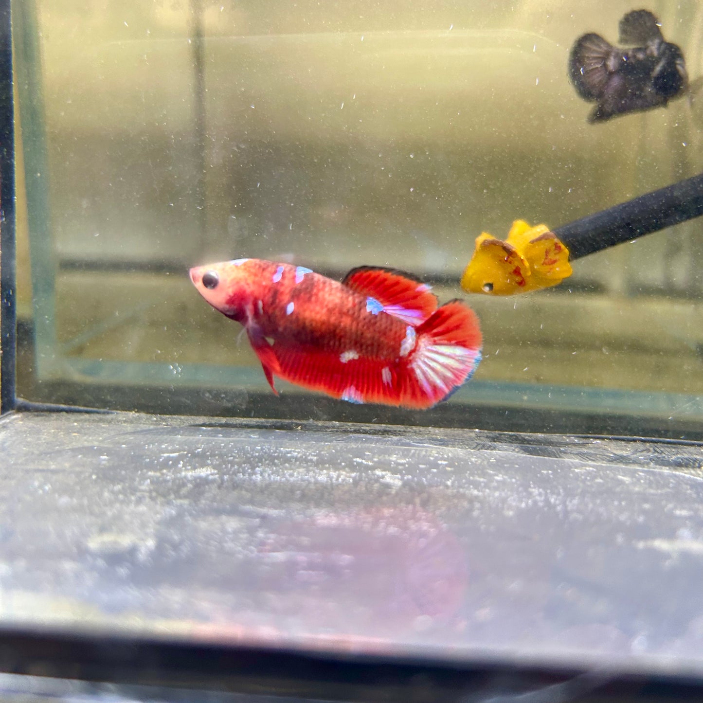 Koi Red Galaxy Plakat - Female Betta 142