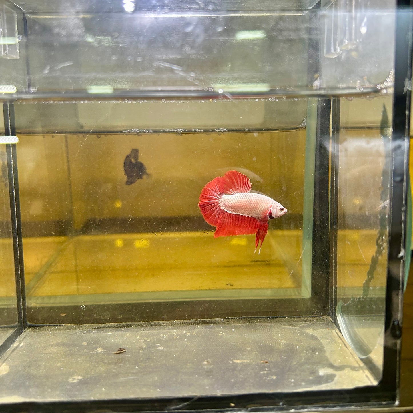 Red Dragon Plakat - Male betta 065