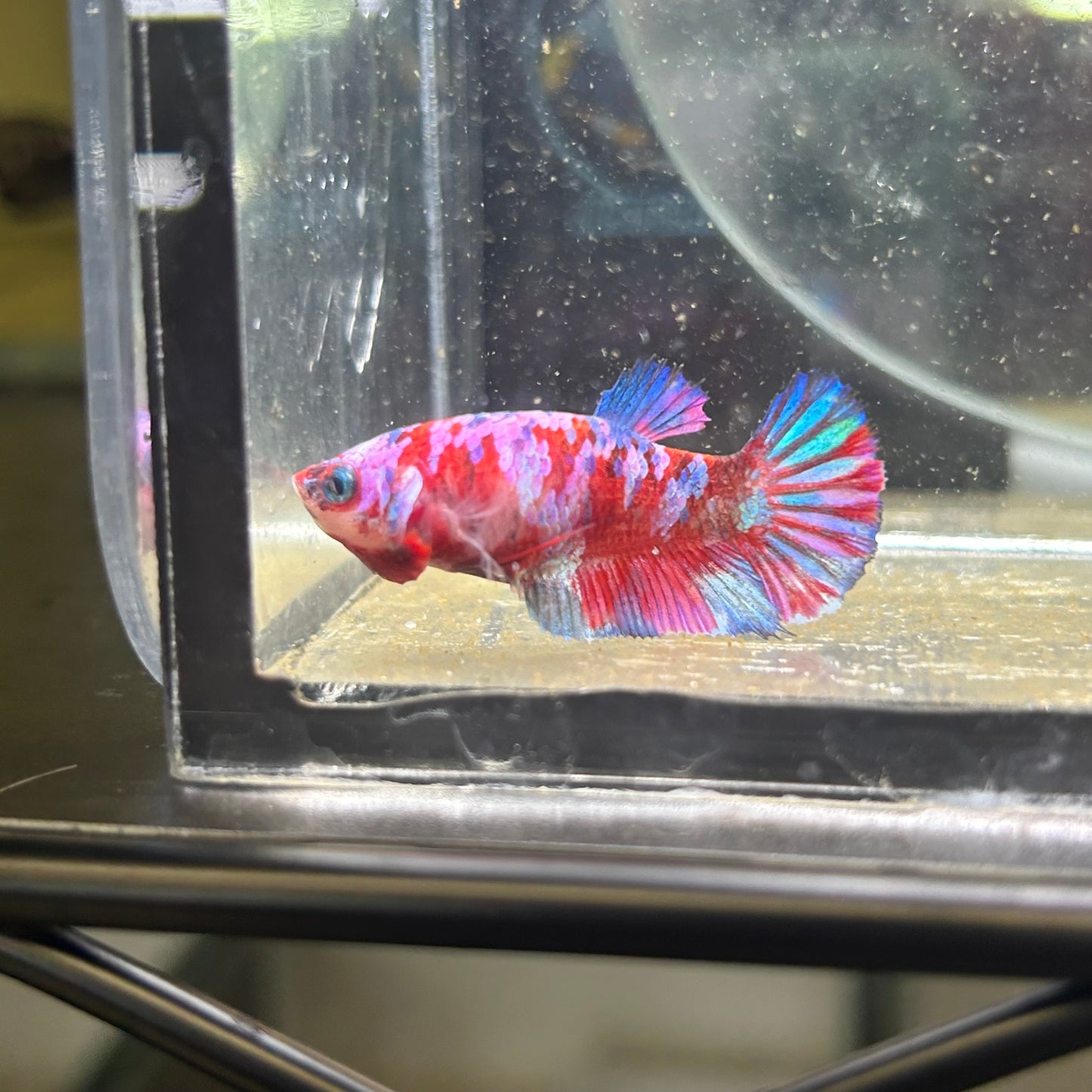 Koi Red Galaxy Plakat - Female Betta 114